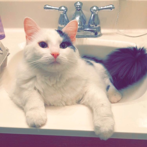 Meet your Posher, Hale - Picture 6 of 8